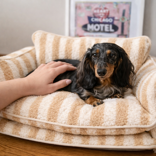 PetPal™ – Dog Calming Sofa Bed