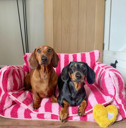 PetPal™ – Dog Calming Sofa Bed