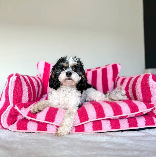 PetPal™ – Dog Calming Sofa Bed